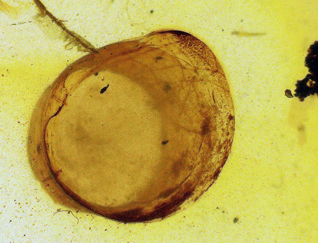 33ミリ級・大サイズ！約1億年前（恐竜時代）の記憶を留めた大きなバーマイト（Burmite）（その4）