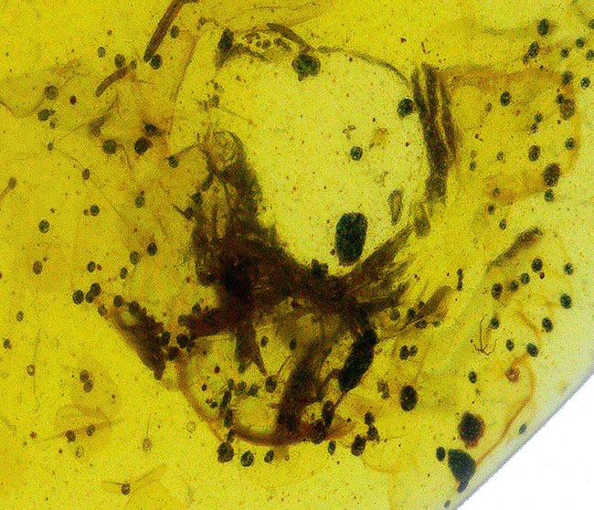 33ミリ級・大サイズ！約1億年前（恐竜時代）の記憶を留めた大きなバーマイト（Burmite）（その5）