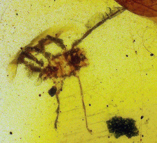 33ミリ級・大サイズ！約1億年前（恐竜時代）の記憶を留めた大きなバーマイト（Burmite）（その6）