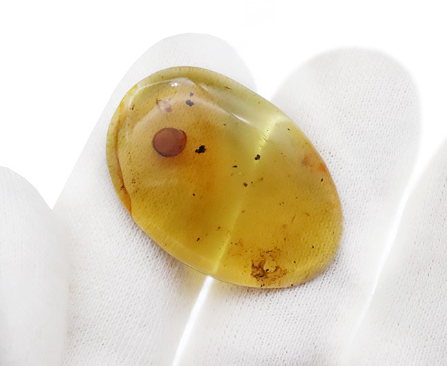 33ミリ級・大サイズ！約1億年前（恐竜時代）の記憶を留めた大きなバーマイト（Burmite）（その8）