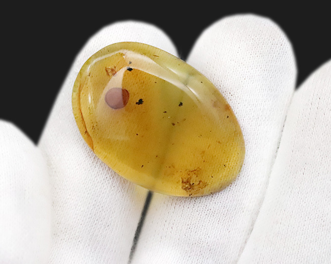 33ミリ級・大サイズ！約1億年前（恐竜時代）の記憶を留めた大きなバーマイト（Burmite）（その9）