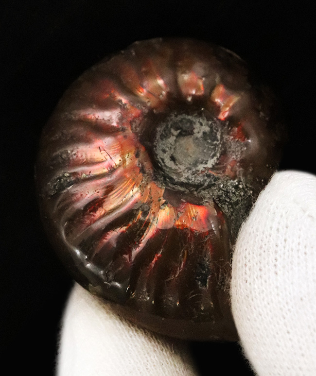 深い紅色を呈する、マダガスカル産の遊色アンモナイト、クレオニセラス(Cleoniceras)(その1)