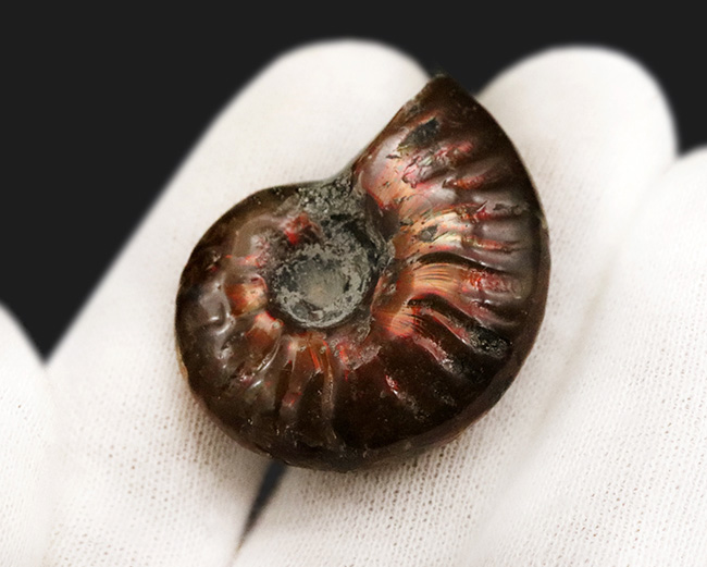 深い紅色を呈する、マダガスカル産の遊色アンモナイト、クレオニセラス(Cleoniceras)(その5)