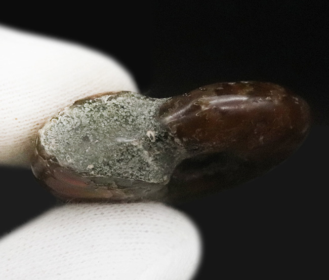 深い紅色を呈する、マダガスカル産の遊色アンモナイト、クレオニセラス(Cleoniceras)(その6)