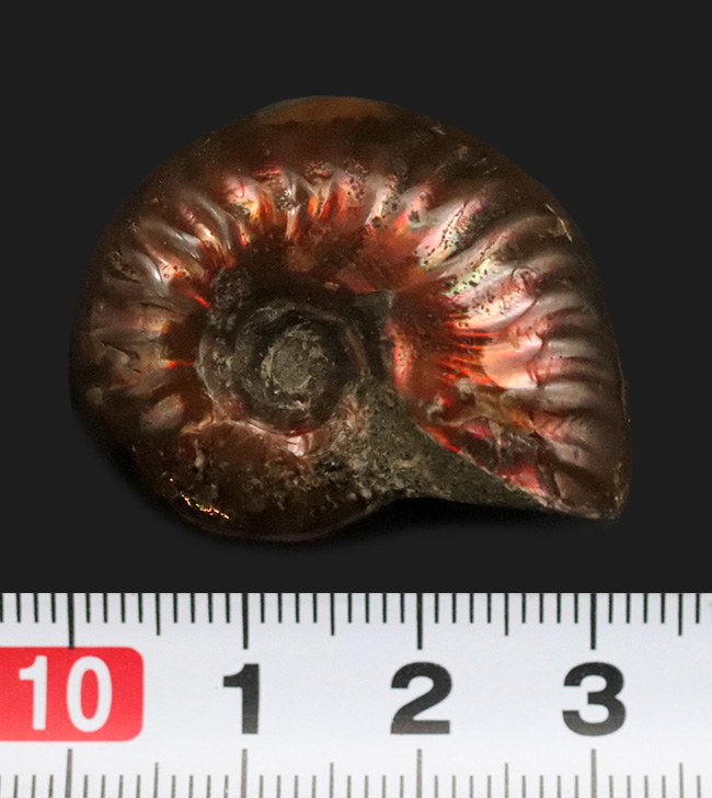 深い紅色を呈する、マダガスカル産の遊色アンモナイト、クレオニセラス(Cleoniceras)(その7)