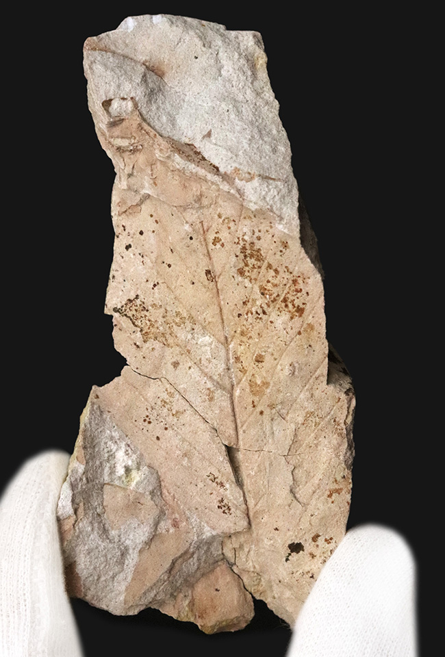 国内化石マニアックシリーズ!かつて存在した古神戸湖の遺産……ムカシブナ(Fagus stuxbergii)の上質化石(その1)