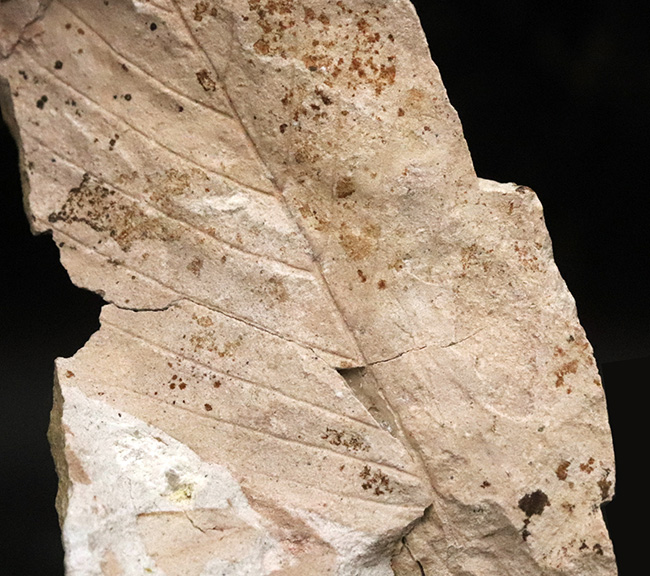 国内化石マニアックシリーズ!かつて存在した古神戸湖の遺産……ムカシブナ(Fagus stuxbergii)の上質化石(その2)