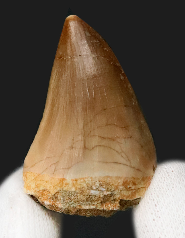 白亜紀後期の海の王者、モササウルス（Mosasaurus）の美麗な歯化石（その1）