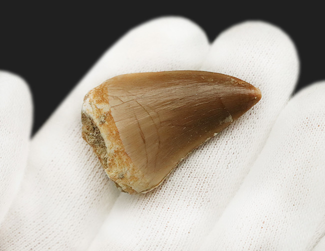 白亜紀後期の海の王者、モササウルス（Mosasaurus）の美麗な歯化石（その3）