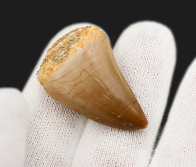 白亜紀後期の海の王者、モササウルス（Mosasaurus）の美麗な歯化石（その4）