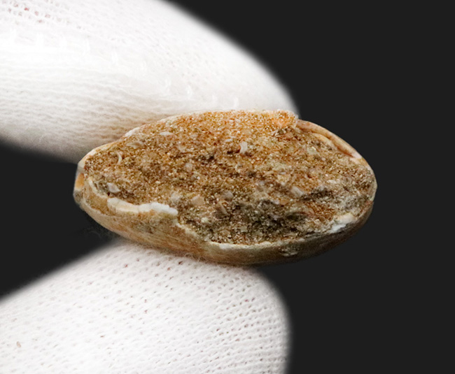 白亜紀後期の海の王者、モササウルス（Mosasaurus）の美麗な歯化石（その5）