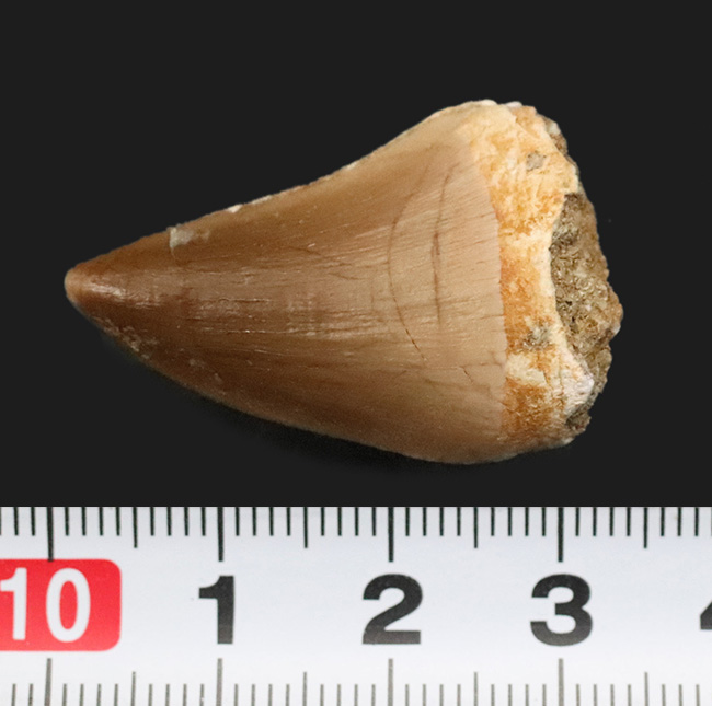 白亜紀後期の海の王者、モササウルス（Mosasaurus）の美麗な歯化石（その6）