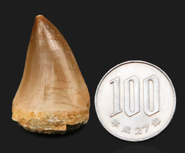 白亜紀後期の海の王者、モササウルス（Mosasaurus）の美麗な歯化石（その7）