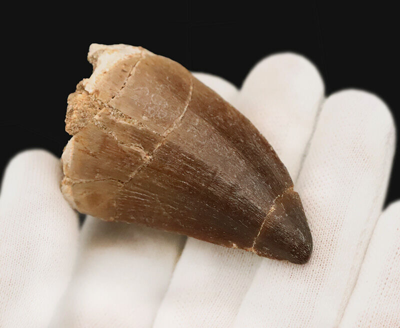 手のひらにズッシリ伝わる重量感！周長10.5cmを誇るモササウルス（Mosasaurus）の極太歯化石（その3）