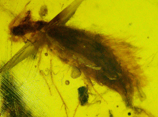 この毛むくじゃらの昆虫は一体何か？恐竜時代の琥珀、ミャンマー産バーマイト（Burmite）（その1）