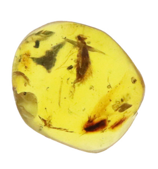 この毛むくじゃらの昆虫は一体何か？恐竜時代の琥珀、ミャンマー産バーマイト（Burmite）（その2）