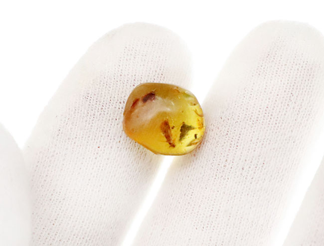 この毛むくじゃらの昆虫は一体何か？恐竜時代の琥珀、ミャンマー産バーマイト（Burmite）（その3）