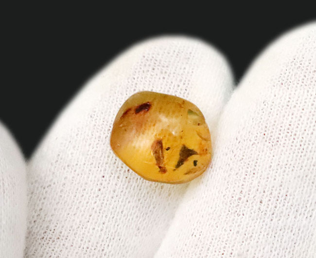 この毛むくじゃらの昆虫は一体何か？恐竜時代の琥珀、ミャンマー産バーマイト（Burmite）（その4）