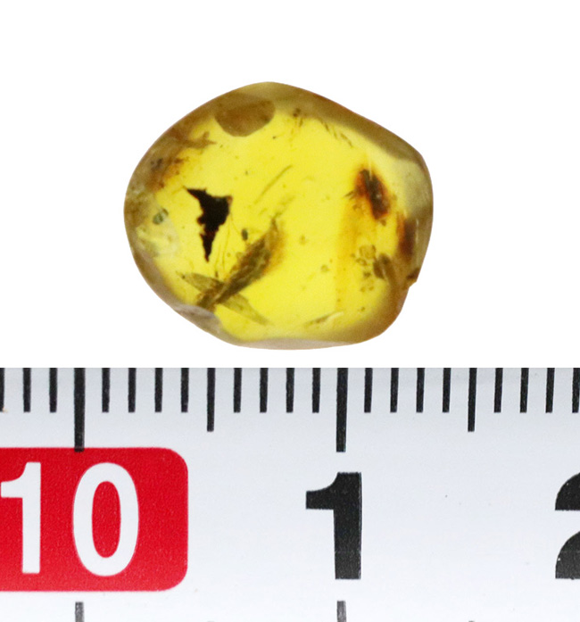 この毛むくじゃらの昆虫は一体何か？恐竜時代の琥珀、ミャンマー産バーマイト（Burmite）（その7）