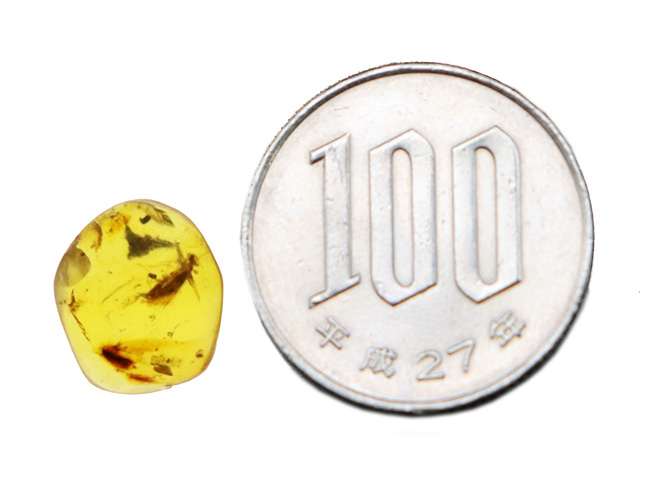 この毛むくじゃらの昆虫は一体何か？恐竜時代の琥珀、ミャンマー産バーマイト（Burmite）（その8）