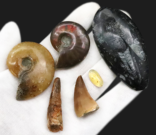 【2025年クリスマス限定】恐竜・化石が大好きなお子さまへ。本物6点の豪華化石コレクション｜スピノ＆モササウルスの歯・琥珀・オルソセラス・アンモナイト2種｜ラッピング無料・数量限定（その1）