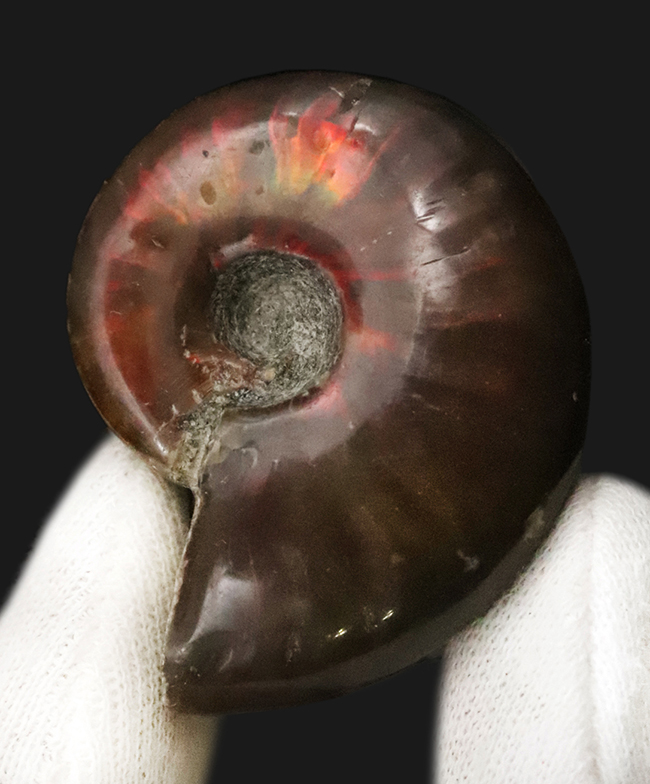 【2025年クリスマス限定】恐竜・化石が大好きなお子さまへ。本物6点の豪華化石コレクション｜スピノ＆モササウルスの歯・琥珀・オルソセラス・アンモナイト2種｜ラッピング無料・数量限定（その2）