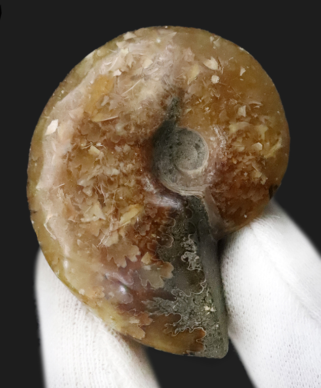 【2025年クリスマス限定】恐竜・化石が大好きなお子さまへ。本物6点の豪華化石コレクション｜スピノ＆モササウルスの歯・琥珀・オルソセラス・アンモナイト2種｜ラッピング無料・数量限定（その3）