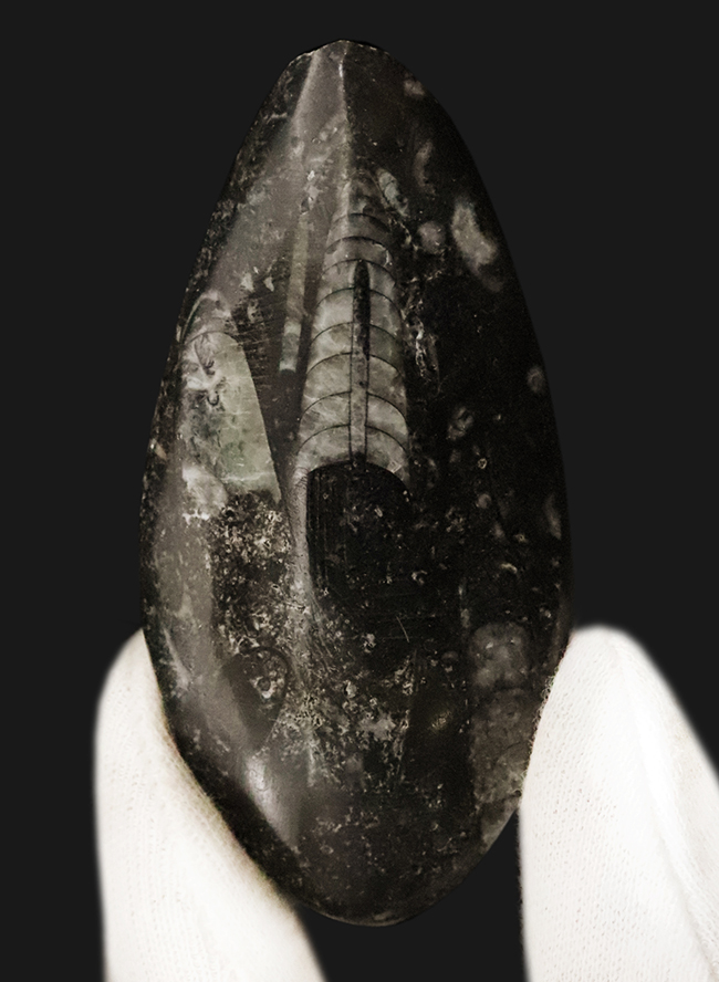 【2025年クリスマス限定】恐竜・化石が大好きなお子さまへ。本物6点の豪華化石コレクション｜スピノ＆モササウルスの歯・琥珀・オルソセラス・アンモナイト2種｜ラッピング無料・数量限定（その4）