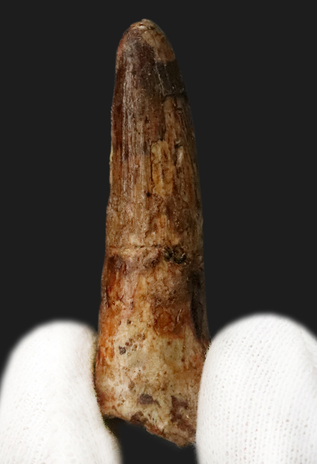 【2025年クリスマス限定】恐竜・化石が大好きなお子さまへ。本物6点の豪華化石コレクション｜スピノ＆モササウルスの歯・琥珀・オルソセラス・アンモナイト2種｜ラッピング無料・数量限定（その5）