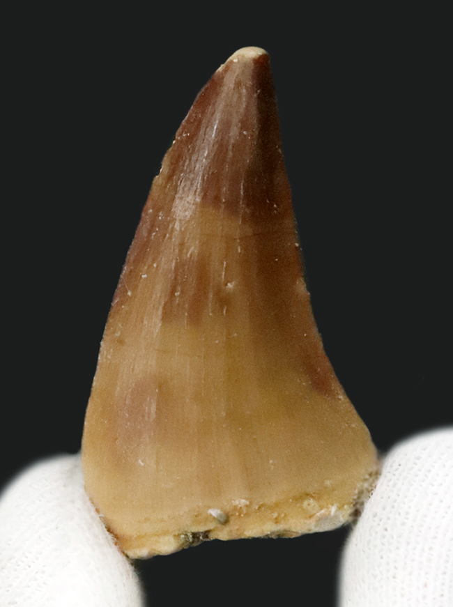 【2025年クリスマス限定】恐竜・化石が大好きなお子さまへ。本物6点の豪華化石コレクション｜スピノ＆モササウルスの歯・琥珀・オルソセラス・アンモナイト2種｜ラッピング無料・数量限定（その6）