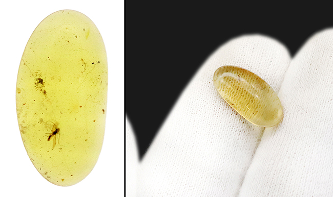 【2025年クリスマス限定】恐竜・化石が大好きなお子さまへ。本物6点の豪華化石コレクション｜スピノ＆モササウルスの歯・琥珀・オルソセラス・アンモナイト2種｜ラッピング無料・数量限定（その7）