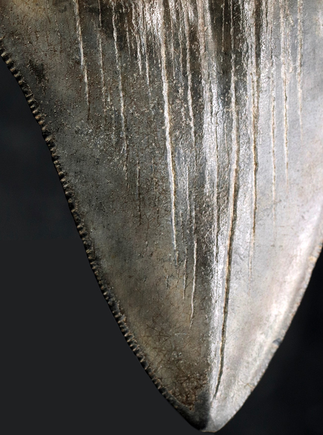 エナメル質の美しさにご注目！史上最大最強の肉食ザメ、メガロドン（Carcharocles megalodon）の歯化石（その1）