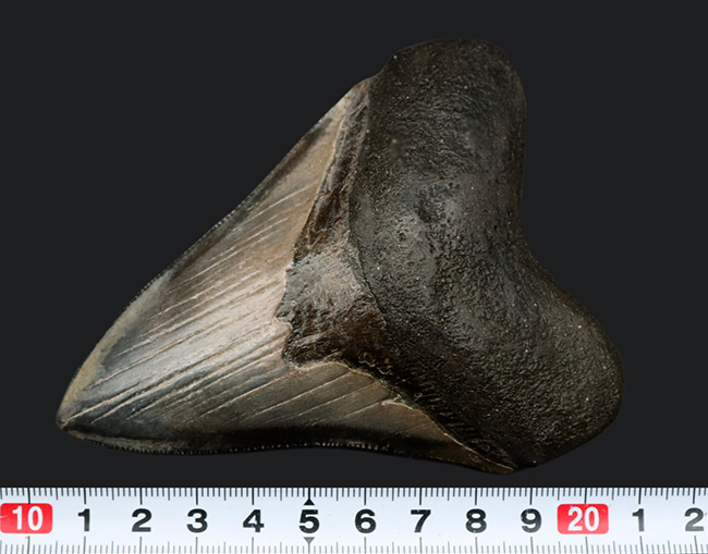 エナメル質の美しさにご注目！史上最大最強の肉食ザメ、メガロドン（Carcharocles megalodon）の歯化石（その10）