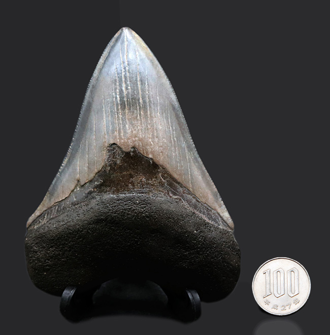 エナメル質の美しさにご注目！史上最大最強の肉食ザメ、メガロドン（Carcharocles megalodon）の歯化石（その11）