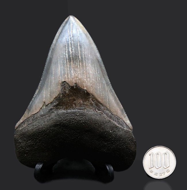エナメル質の美しさにご注目!史上最大最強の肉食ザメ、メガロドン(Carcharocles megalodon)の歯化石(その11)