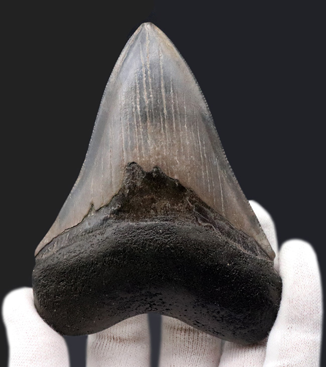 エナメル質の美しさにご注目！史上最大最強の肉食ザメ、メガロドン（Carcharocles megalodon）の歯化石（その2）