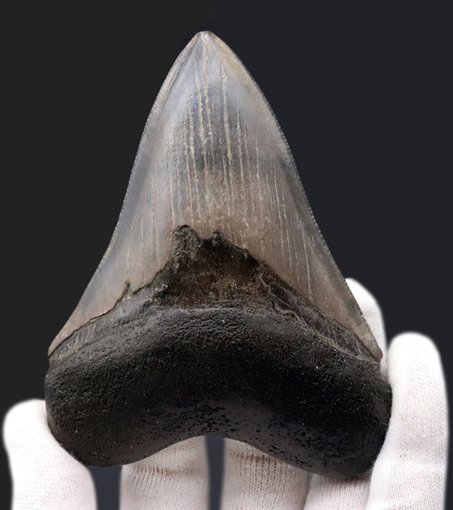 エナメル質の美しさにご注目!史上最大最強の肉食ザメ、メガロドン(Carcharocles megalodon)の歯化石(その2)