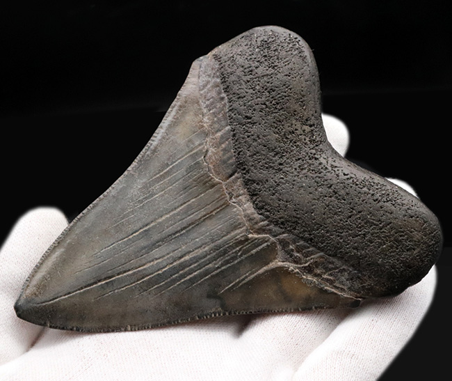 エナメル質の美しさにご注目!史上最大最強の肉食ザメ、メガロドン(Carcharocles megalodon)の歯化石(その3)