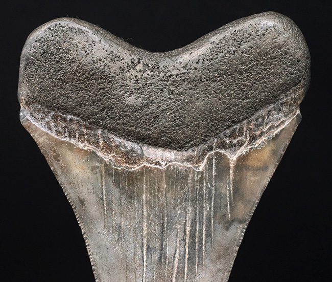 エナメル質の美しさにご注目！史上最大最強の肉食ザメ、メガロドン（Carcharocles megalodon）の歯化石（その4）