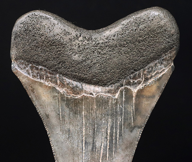 エナメル質の美しさにご注目!史上最大最強の肉食ザメ、メガロドン(Carcharocles megalodon)の歯化石(その4)