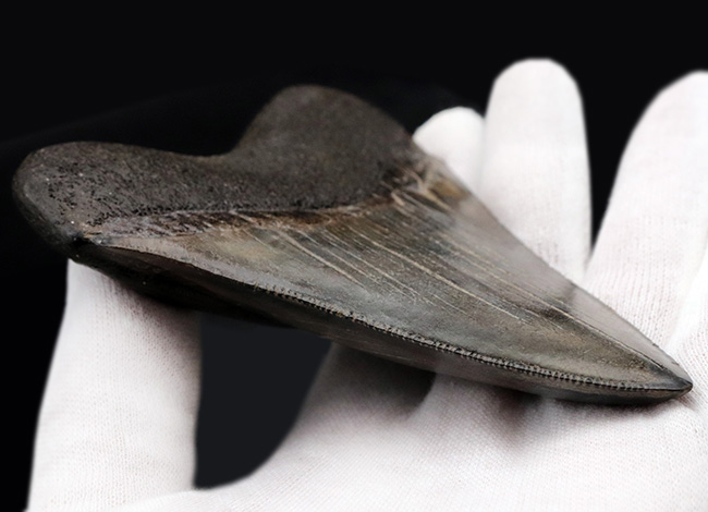 エナメル質の美しさにご注目!史上最大最強の肉食ザメ、メガロドン(Carcharocles megalodon)の歯化石(その5)