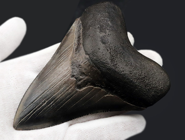 エナメル質の美しさにご注目!史上最大最強の肉食ザメ、メガロドン(Carcharocles megalodon)の歯化石(その6)