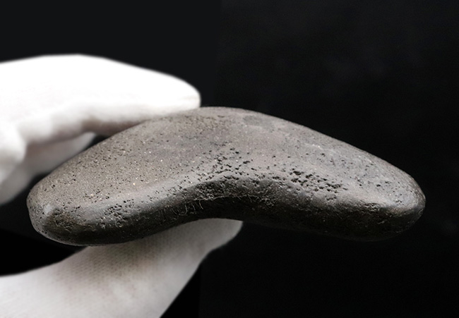 エナメル質の美しさにご注目!史上最大最強の肉食ザメ、メガロドン(Carcharocles megalodon)の歯化石(その7)