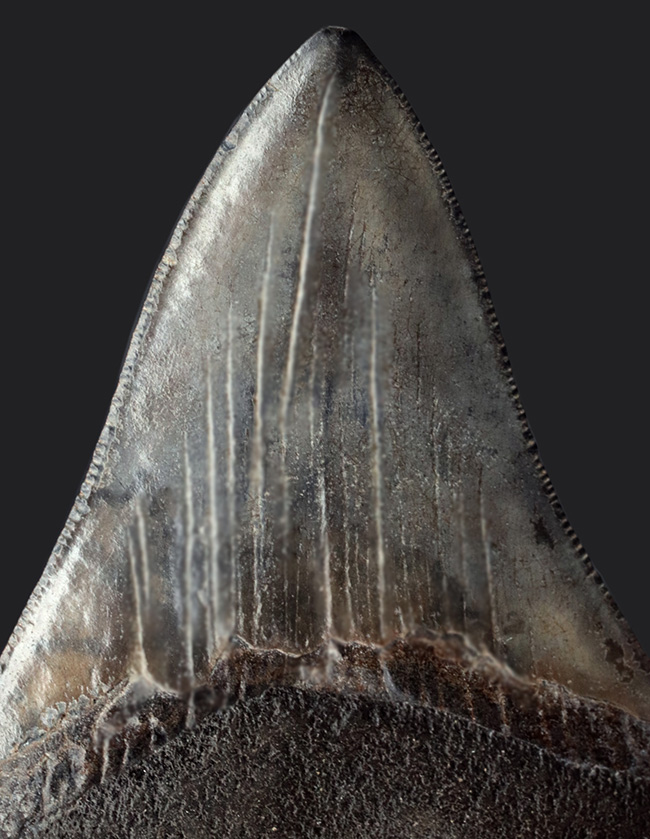 エナメル質の美しさにご注目！史上最大最強の肉食ザメ、メガロドン（Carcharocles megalodon）の歯化石（その9）
