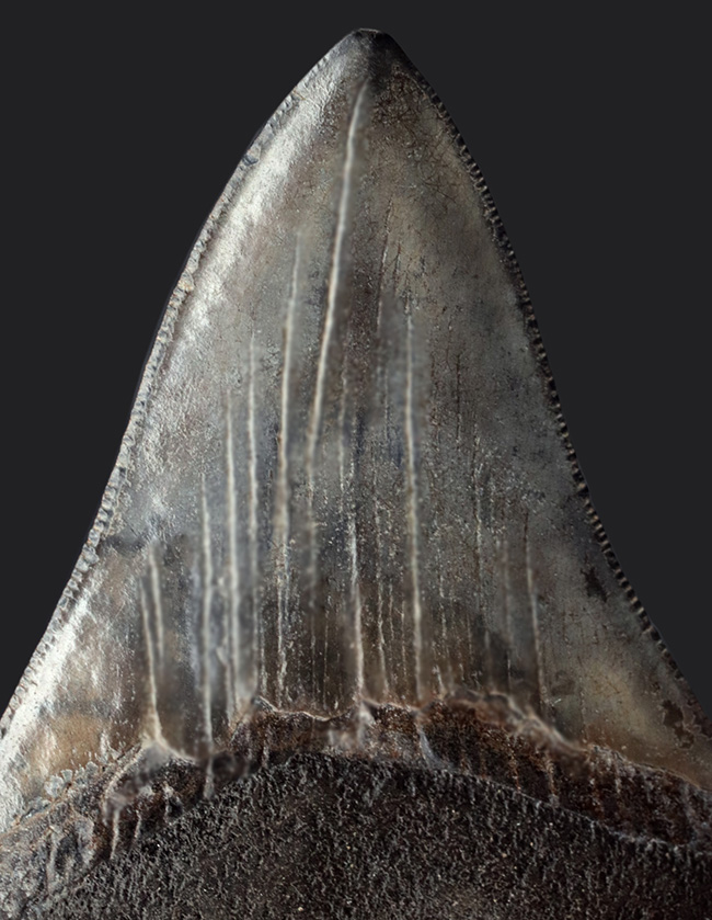 エナメル質の美しさにご注目!史上最大最強の肉食ザメ、メガロドン(Carcharocles megalodon)の歯化石(その9)