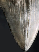 エナメル質の美しさにご注目！史上最大最強の肉食ザメ、メガロドン（Carcharocles megalodon）の歯化石