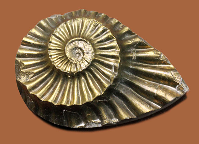 非常に珍しいアンモナイトの黄鉄鉱化ネガティブ標本、ドイツ産プレユーロセラス（Pleuroceras）。（その1）