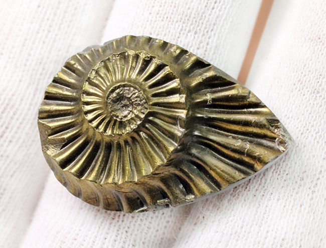 非常に珍しいアンモナイトの黄鉄鉱化ネガティブ標本、ドイツ産プレ