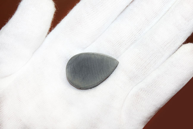 非常に珍しいアンモナイトの黄鉄鉱化ネガティブ標本、ドイツ産プレユーロセラス(Pleuroceras)。(その4)
