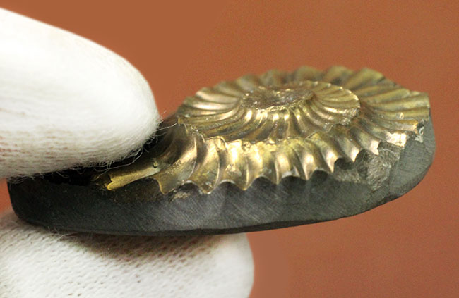 非常に珍しいアンモナイトの黄鉄鉱化ネガティブ標本、ドイツ産プレユーロセラス(Pleuroceras)。(その5)